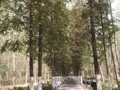 -合肥滨湖国家森林公园