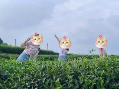 -中国茶叶博物馆(双峰馆区)