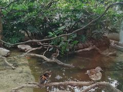 -广州长隆飞鸟乐园