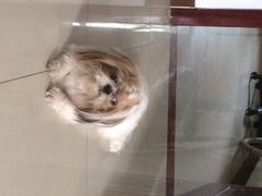 光景动物医院(江南中店)-瑞派动物医院·绝育·犬猫全科·预防医学(光景江南中店)