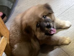 -東豫狼鲜货烧烤. 碳火烤鱼. 小龙虾(上海首店)