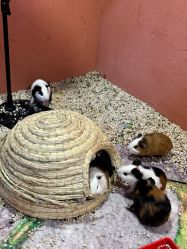 -卡通尼·Safari非洲探索乐园·生日会(金桥国际商业广场店)