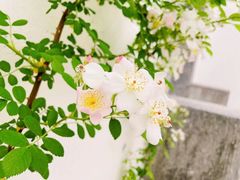 -广富林郊野公园