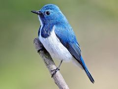 -派斯俊·本味(解放南路店)