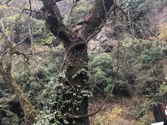 -水墨汀溪风景区