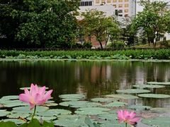 -映月湖公园