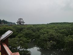 -北海金海湾红树林生态旅游区
