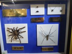 -上海昆虫博物馆