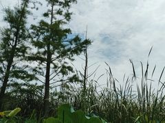 -同里国家湿地公园