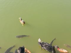 -芭东小镇温泉