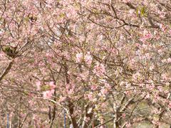 -天适樱花悠乐园