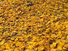 -Rabbit Cafe私房西餐甜点咖啡(栖霞路店)