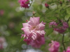 -鹅湖玫瑰文化园