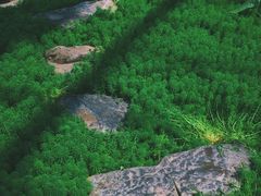 -南山植物园