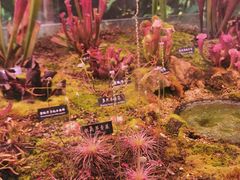 -中国科学院西双版纳热带植物园