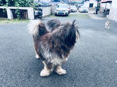 -石塘人家