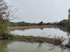 -大湾区中央湿地公园