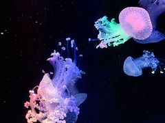 -海合安成都极地海洋公园