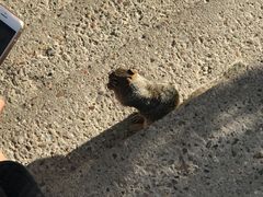 -科罗拉多大峡谷