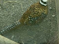 -青藏高原野生动物园