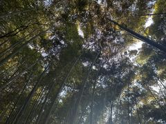 -上海佘山国家森林公园天马山园