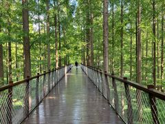 -黄海国家森林公园