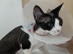 -瑞派·关忠动物医院·猫专科·犬专科(三环新城店)