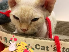 -COLOR PETS 撸猫馆·购猫·猫咖(长风大悦城店)