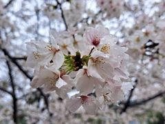 -武汉大学-樱园