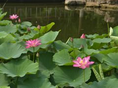 -石家庄市植物园