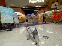 -帕帕拉兹宠物(亚洲旗舰店)