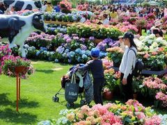 -荷兰花海
