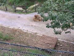 -大连森林动物园