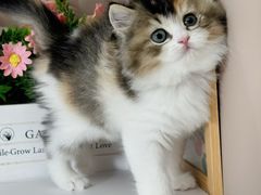 -小猫来了·猫舍(红山六九七九店)