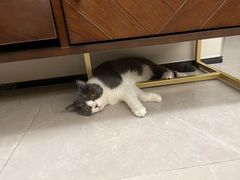 -lincat·猫舍(广州店)