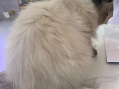 -喵园·猫主题咖啡厅·撸猫·猫咖(国贸店)