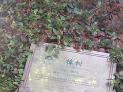 -杨家堂村