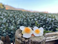 -西湖风景区十里琅珰-五云山