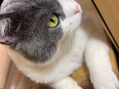 -MOCHA明星猫咖(田子坊店)
