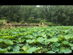 -合肥滨湖国家森林公园