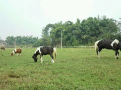 -重庆和泰马术俱乐部