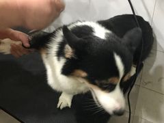 -酷狗靓猫宠物·洗护·美容·寄养(航北路店)