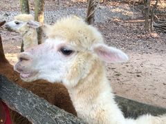 -清迈夜间动物园