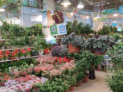 -双季花艺园艺市场(浦东店)