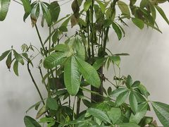 -宜昌富力皇冠假日酒店·咖啡1号西餐厅