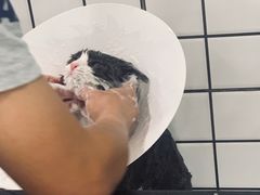 -钦宠·猫咪售卖·洗护·寄养(东圃旗舰店)