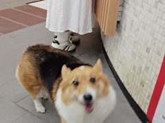 -联合动物医院(光谷诊疗中心)