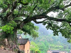 -杨家堂村