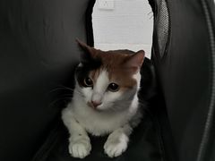 -佳雯宠物医院(金华南路分院)