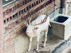 -深圳野生动物园